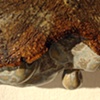 First Drip (Detail)
