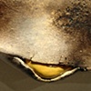 Suncoast Digest-ed (Detail)