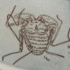 Tailless Whip Scorpion Bowl (back)