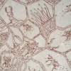 Antlion Bowl