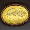 Chrysopidae Brooch 