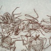 Tailless Whip Scorpion Bowl (detail)