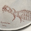 Antlion Bowl (back)