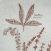 Paleobotany Bowl