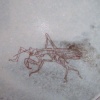Praying Mantis Bowl