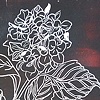 Hydrangea 13-100
