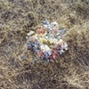 flowers 1