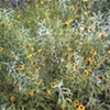 flowers 3