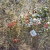 flowers 2