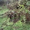 circle and branch