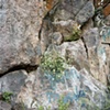 rock flowers