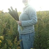 Heidi Collecting Foxtails