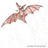 Batrides