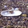 ripple