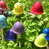 Rocking Mushrooms