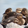 ducklings