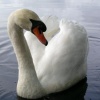 Swan Series #1