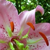 pretty in pink