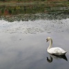 Swan series #2