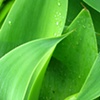 green leaves
