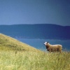 Lone sheep