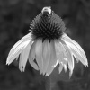 Bumble bee