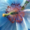 Hues of blues