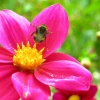 Pink passion