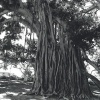 Tree of Childhood