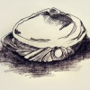 Sketch of seashells