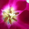 Magenta Swirls