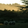 Dusk