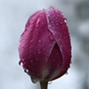 morning dew