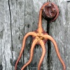 Dead starfish