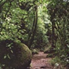Moss garden