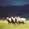 Sheep in the spotlight