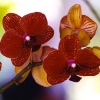 Orchid #2