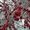 Winter berries