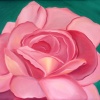 Pink petals