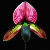 Orchid #3