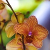 Orchid #1