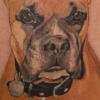 TimDog1