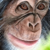 Chimp