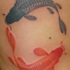 Koi