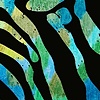 Green Zebra