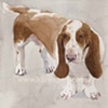 Dog Park Dogs,
Basset Hound