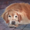 "Gracie"