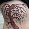 Willow Tree