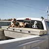 Coon Dog, Speedwell, VA