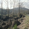 Kudzu, Pineville, KY